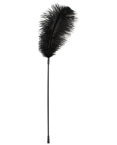 Black feather Bad Kitty Black feather Bad Kitty