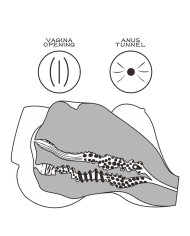 LoveToy - Streetgirls 7 - Masturbator